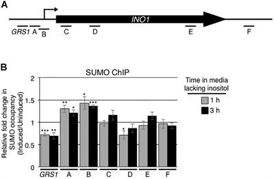 Recruitment of an Activated Gene to the Yeast Nuclear Pore Complex Requires Sumoylation